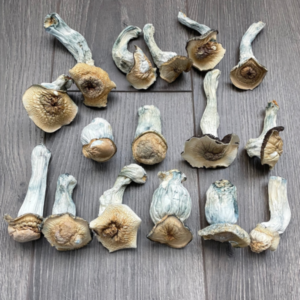 Penis Envy Mushroom | Penis Envy Mushrooms For Sale