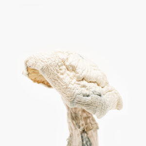 Avery Albino | Avery Albino Mushrooms For Sale