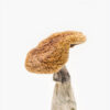 Golden Teachers | Golden Teachers Mushrooms For sale