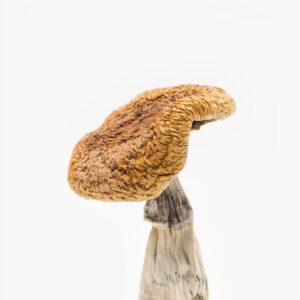 Golden Teachers | Golden Teachers Mushrooms For sale