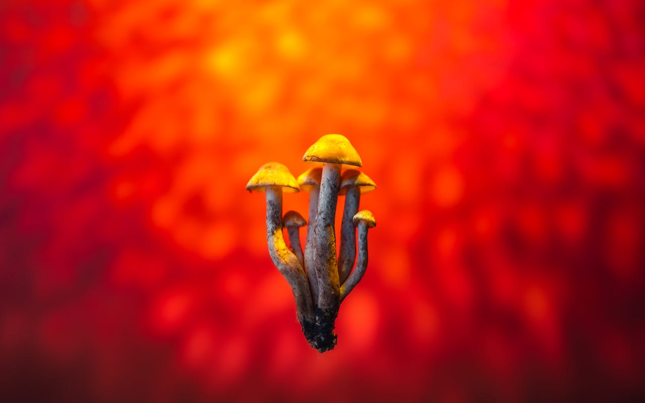 Magic Mushroom Backlinks Provider An Honest Look at What You're Actually Buying in 2026
